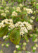 Closeup of newly emerged green and red leaves and small white flowers.