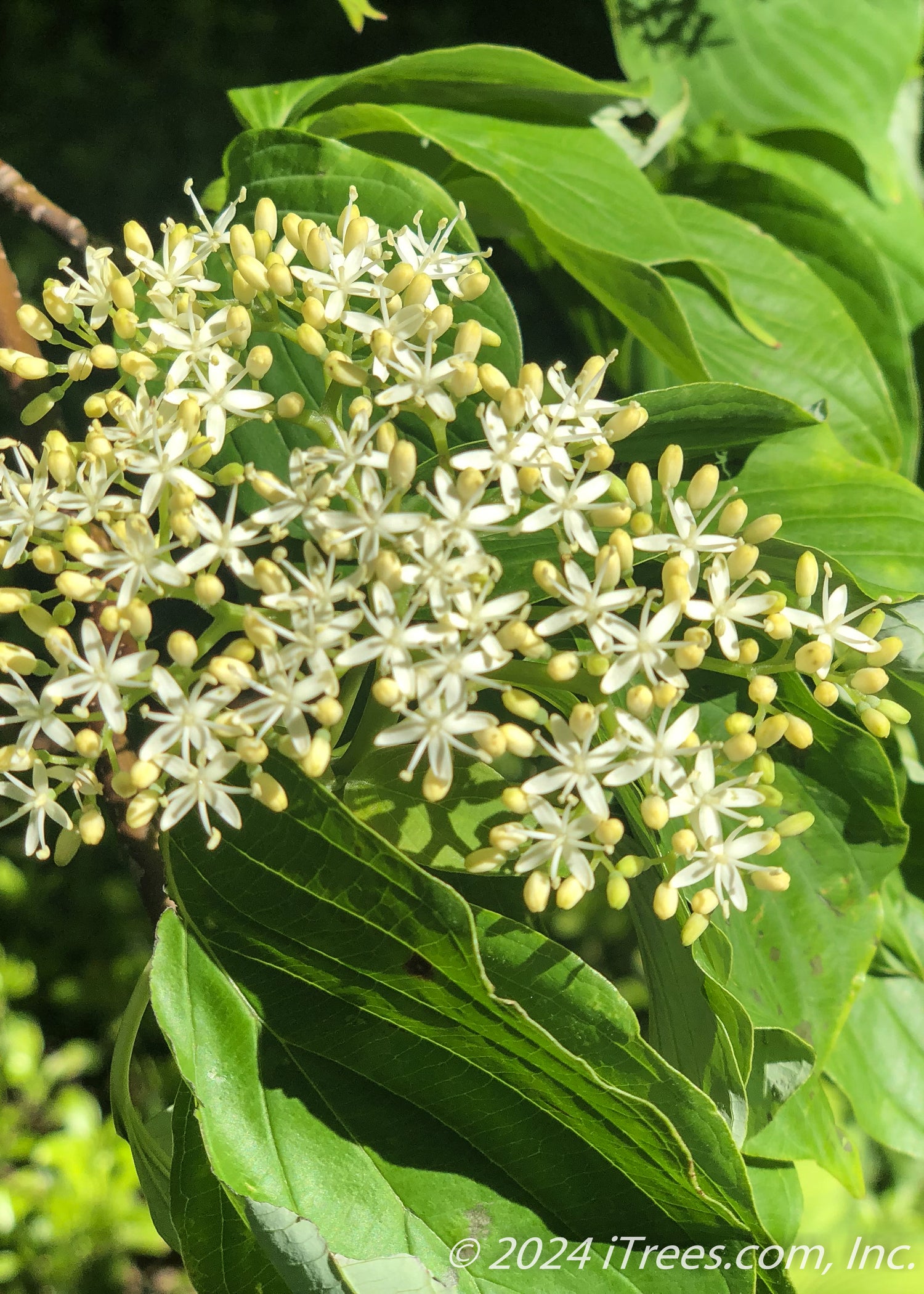 June Snow™ Dogwood