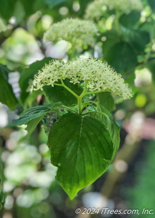 Closeup of large green leaves with small panicles of white flowers.