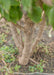 Closeup of clump form trunks.