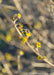 Closeup of a single branch with flower buds just opening showing bright yellow flowers emerging.