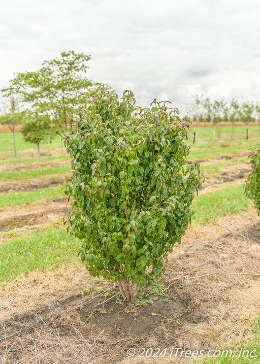 A clump form Golden Glory Cornelian Cherry Dogwood in the Nursery with green leaves.