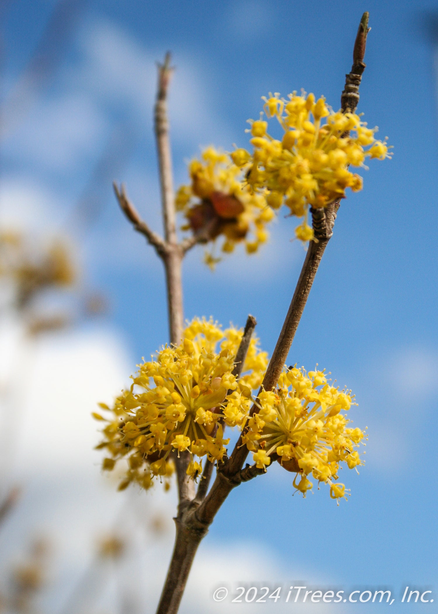 Golden Glory Cornelian Cherry