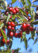 Closeup of bright red cherry-like edible fruit.