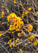 Closeup of branches with small shell-like buds with bursting bright yellow flowers.