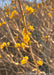 Closeup of a branch with shell-like buds bursting with bright yellow flowers.