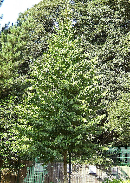 Turkish Filbert planted near a fence line.