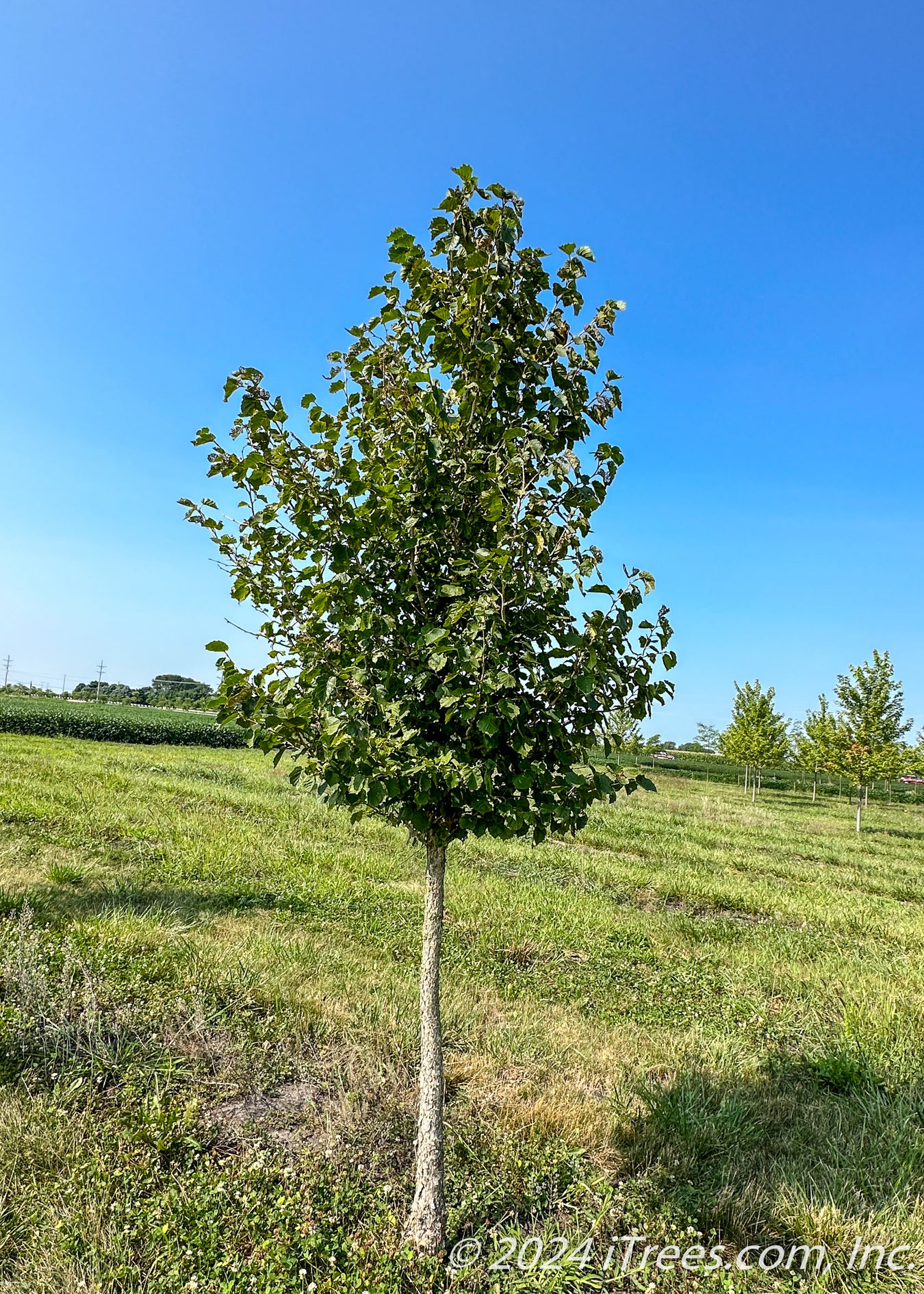 Hazelnut Trees