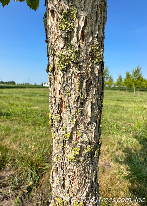 Closeup of a deeply furrowed trunk at the nursery.