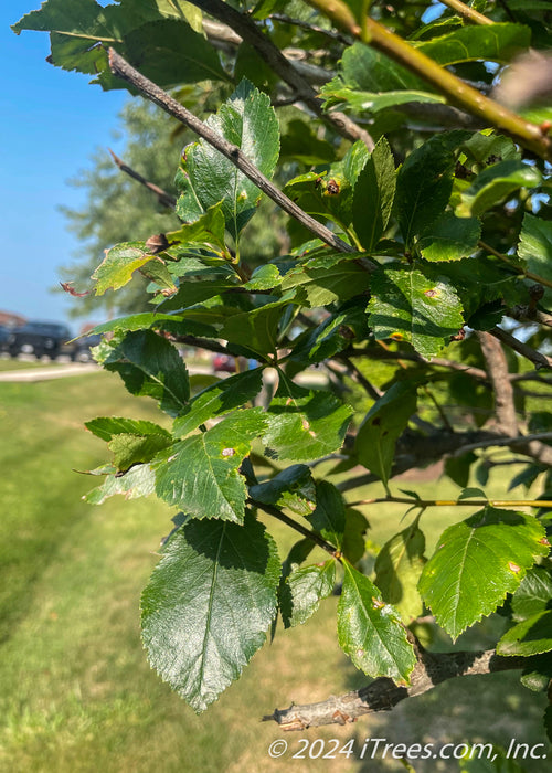 Closeup of dark green shiny leaves.