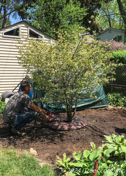 A newly planted clump form Thornless Hawthorn in bloom with a crew member filling up a treegator.