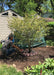 A newly planted clump form Thornless Hawthorn in bloom with a crew member filling up a treegator.