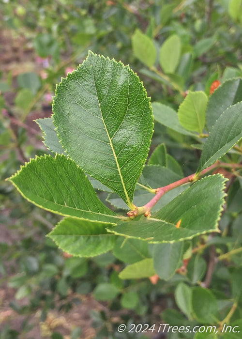 Closeup of shiny green leaves with sharply toothed edges.