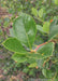 Closeup of shiny green leaves with sharply toothed edges.