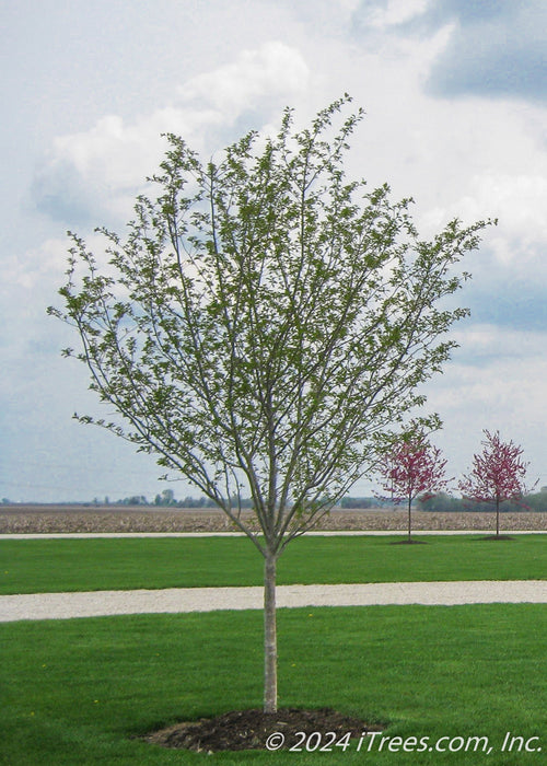 A newly planted single trunk Thornless Hawthorn with newly emerged green leaves planted in the front landscape of a country home.