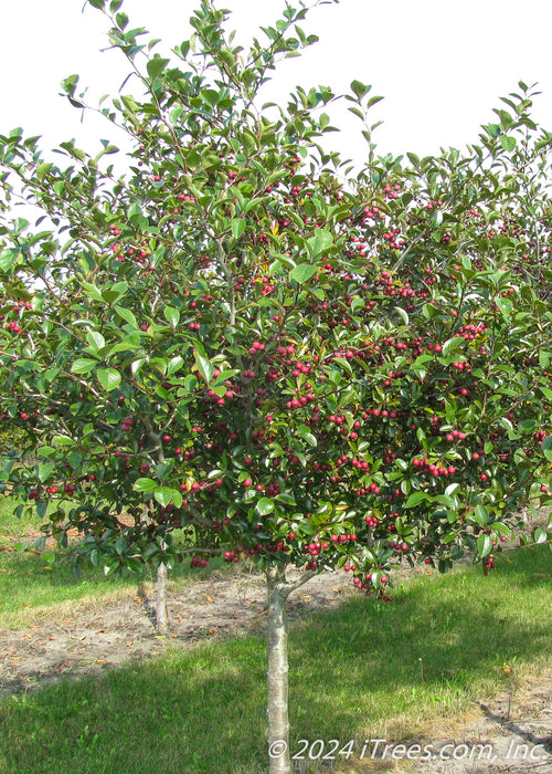 A single trunk Thornless Hawthorn at the nursery with dark green leaves and shiny red crabapple-like fruit.