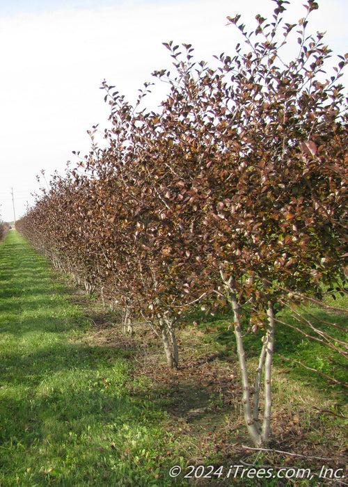 A row of clump form Thornless Hawthorn at the nursery with changing fall color.