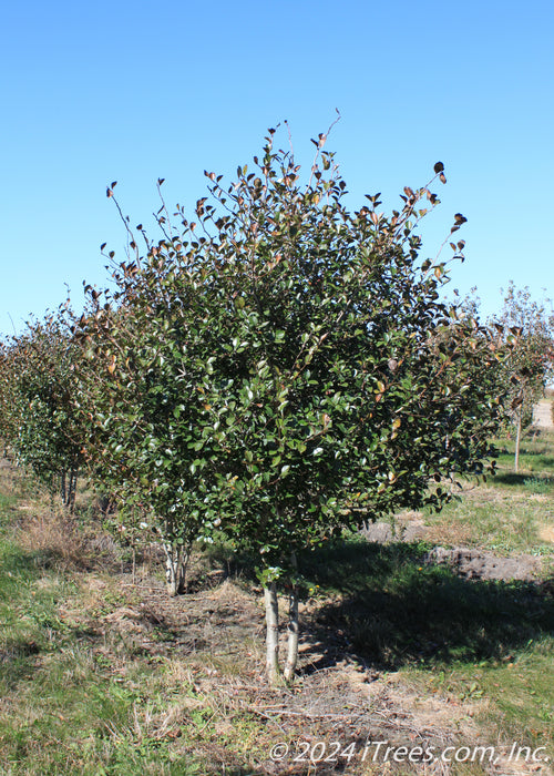 A row of clump form Thornless Hawthorn with green leaves at the nursery.