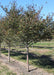 A row of single trunk Thornless Hawthorn with green leaves growing at the nursery.