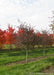 A row of single trunk Thornless Hawthorn at the nursery in fall.