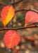 Closeup of bright red-orange and yellow fall leaves.