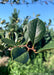 Closeup of shiny green sharply toothed leaves.