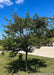 Single trunk Thornless Hawthorn with green leaves planted at a local park.