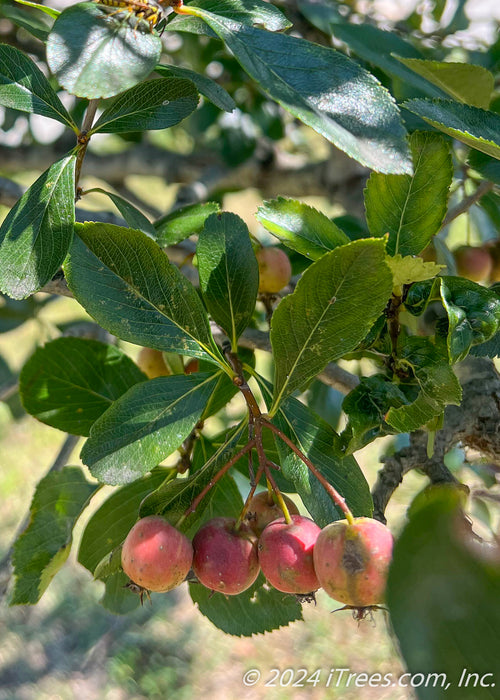 Closeup of crabapple-like fruit and green leaves.