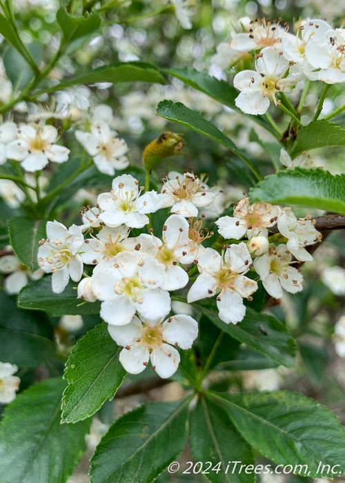 Closeup of bright white flowers with yellow centers and green leaves.