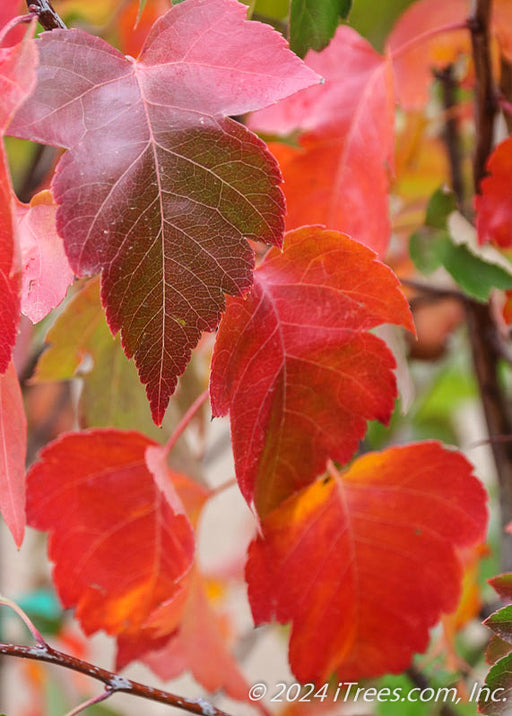Closeup of dark red leaves.