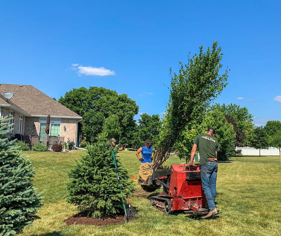 iTrees.com delivers and plants a large birch tree in a backyard for privacy and screening.