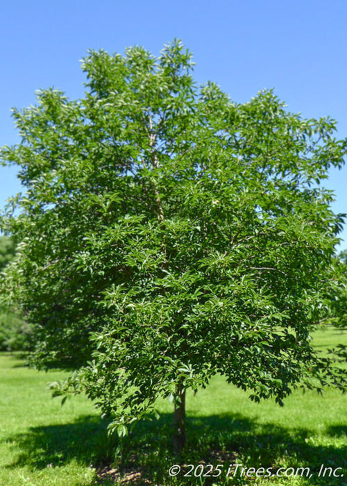 Early Glow Buckeye in the summer with a dense round canopy of green leaves. 