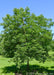 Early Glow Buckeye in the summer with a dense round canopy of green leaves. 