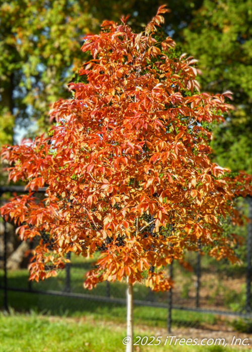 Early Glow Ohio Buckeye in autumn with fiery red-orange fall color. 