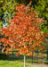 Early Glow Ohio Buckeye in autumn with fiery red-orange fall color. 