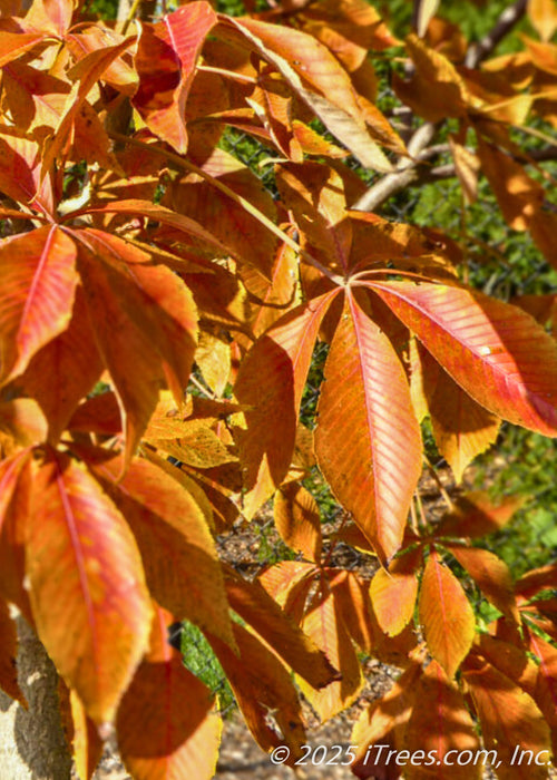 Closeup of bright red-orange leaves.