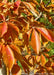 Closeup of bright red-orange leaves.