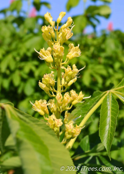 Closeup of shiny dark green leaves and long panicle of bright yellow flowers.