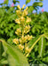 Closeup of shiny dark green leaves and long panicle of bright yellow flowers.