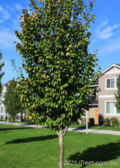 Emerald Avenue Hornbeam planted in a grove outside of a townhome association in a community space, seen with green leaves just beginning to change on the tips to yellow. 