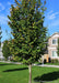 Emerald Avenue Hornbeam planted in a grove outside of a townhome association in a community space, seen with green leaves just beginning to change on the tips to yellow. 