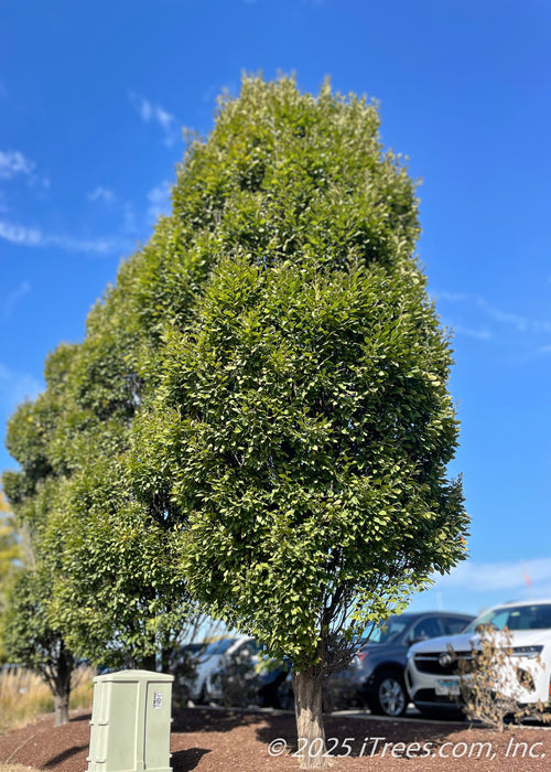 Emerald Avenue Hornbeam with a stout grey trunk and dense upright oval canopy of green leaves planted in a berm near a parking lot with cars parked nearby, and a bright blue sky in the background. 