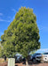 Emerald Avenue Hornbeam with a stout grey trunk and dense upright oval canopy of green leaves planted in a berm near a parking lot with cars parked nearby, and a bright blue sky in the background. 