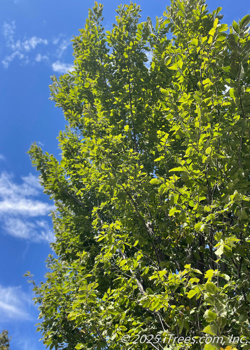 Closeup, upward looking view of Emerald Avenue Hornbeam's upright branching and green leaves with a blue sky with light clouds in the background. 