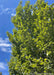 Closeup, upward looking view of Emerald Avenue Hornbeam's upright branching and green leaves with a blue sky with light clouds in the background. 