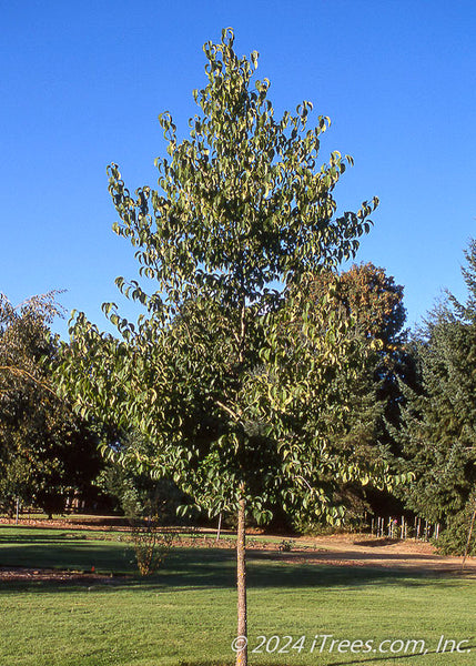 hardy rubber tree wikipedia Hardy Rubber Tree