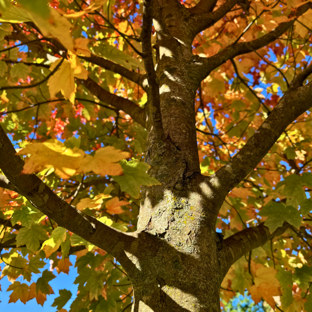 Closeup of the underside of State Street Maple showing off its changing fall color from bright green to a warm golden yellow.