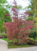 Tricolor Beech planted in a front landscape bed near a driveway.