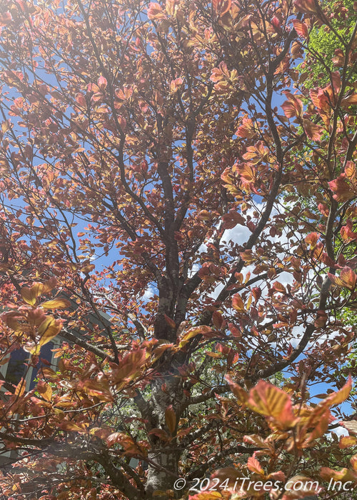 View looking up at the tree's central branching and leaves.