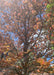 View looking up at the tree's central branching and leaves.